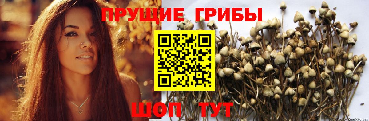 Псилоцибиновые грибы прущие грибы  Псилоцибиновые грибы мицелий  Джанкой  Вход с VPN 